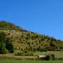 Nenninger Wacholderheide